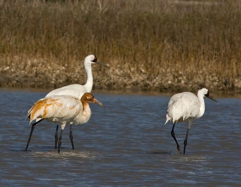 whoopingcrane17.jpg