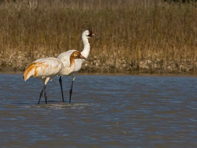 whoopingcrane18.jpg