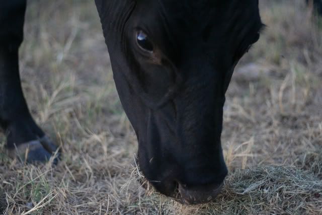 Yummy_dried_grass.jpg