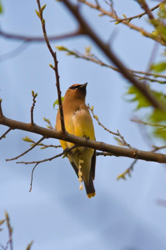 CedarWaxwing8.jpg