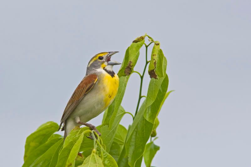 Dickcissel2.jpg