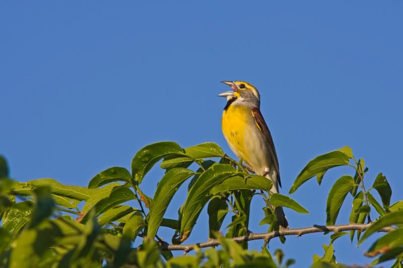 Dickcissel3.jpg