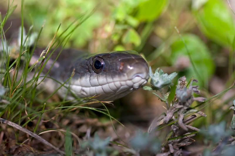 RatSnake1.jpg