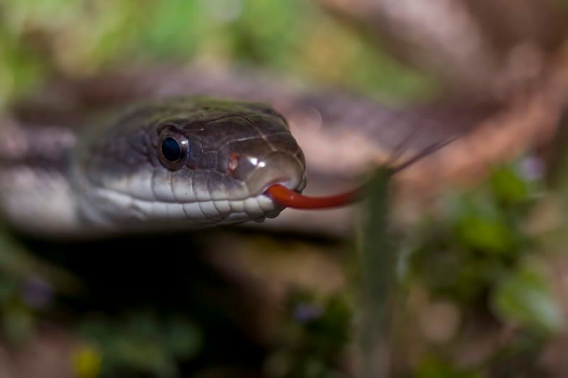 RatSnake3.jpg