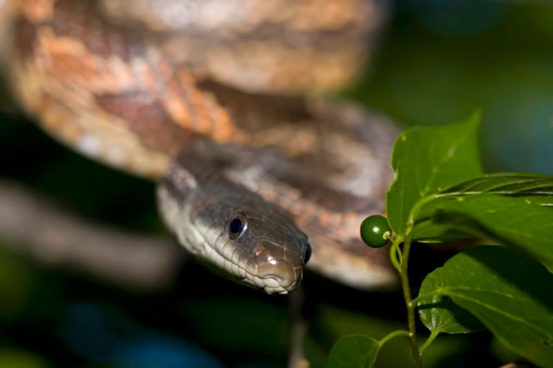 RatSnake4.jpg