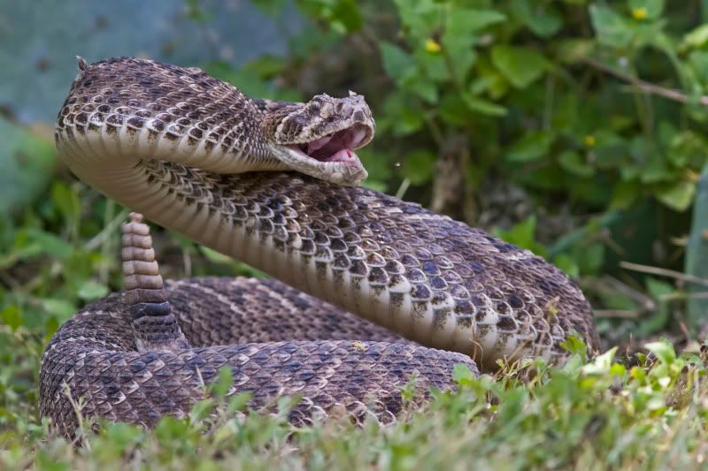 Rattlesnake1.jpg