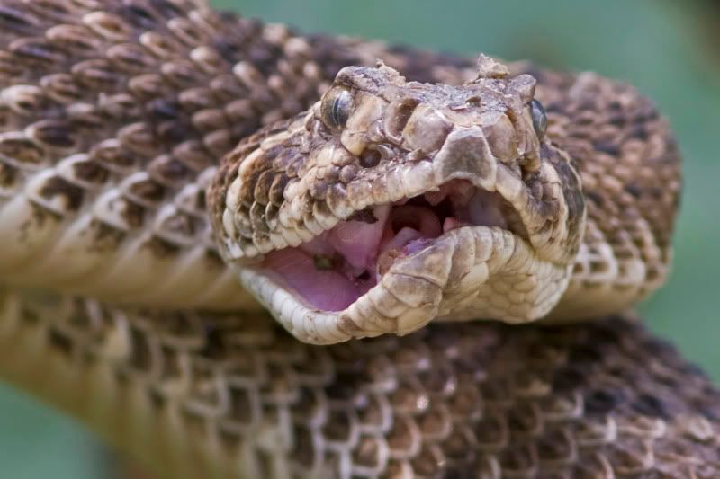 Rattlesnake12.jpg