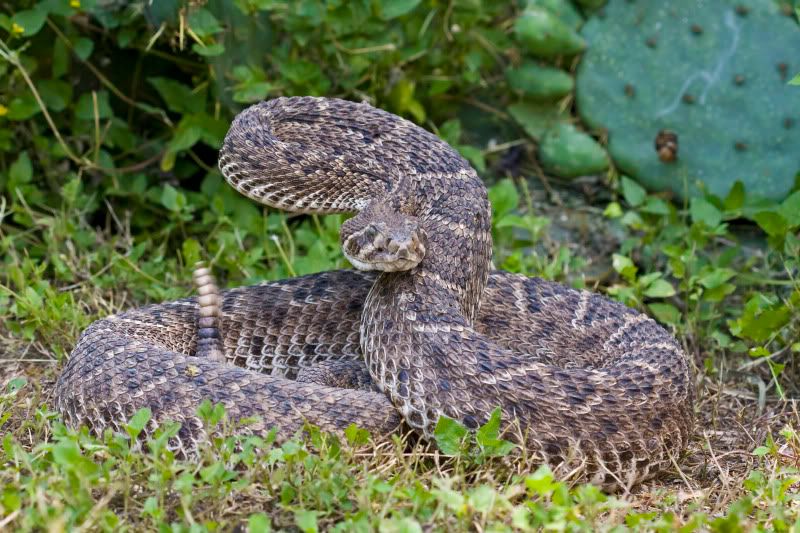 Rattlesnake14.jpg