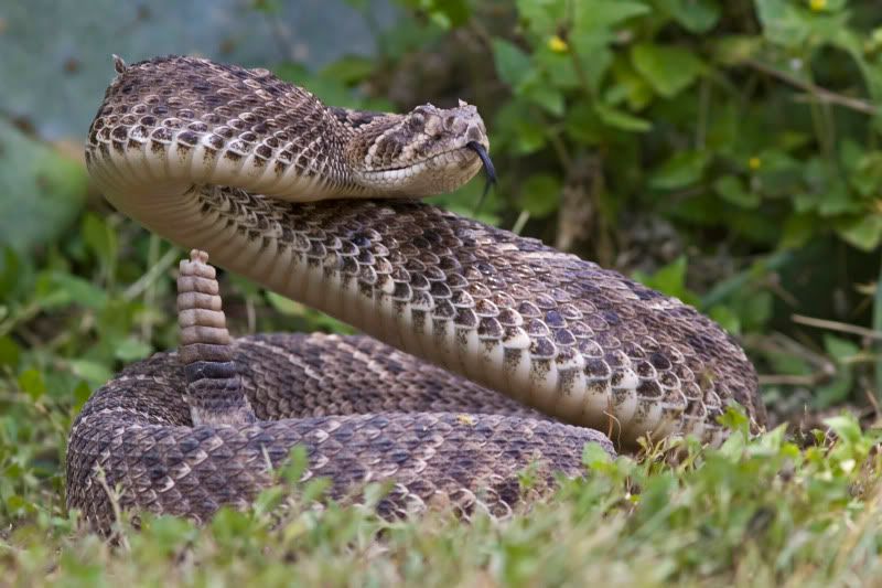 Rattlesnake2.jpg