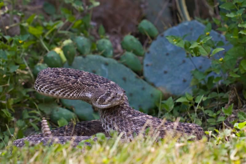 Rattlesnake7.jpg