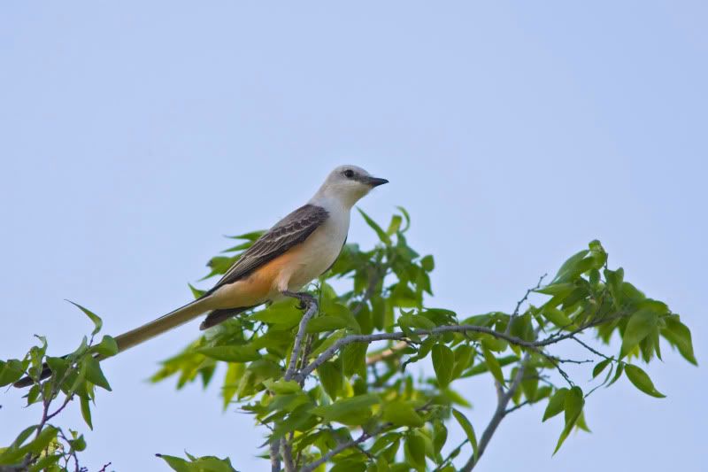 ScissorTailedFlycatcher1.jpg