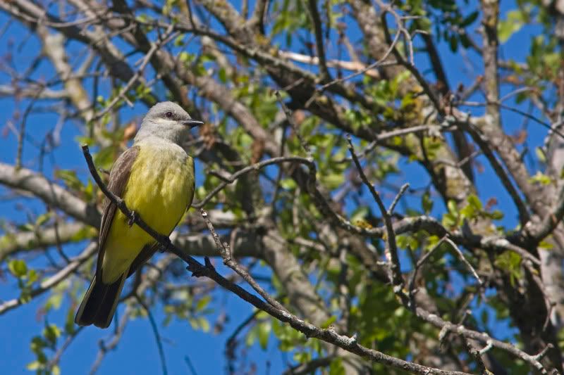 WesternKingbird1.jpg