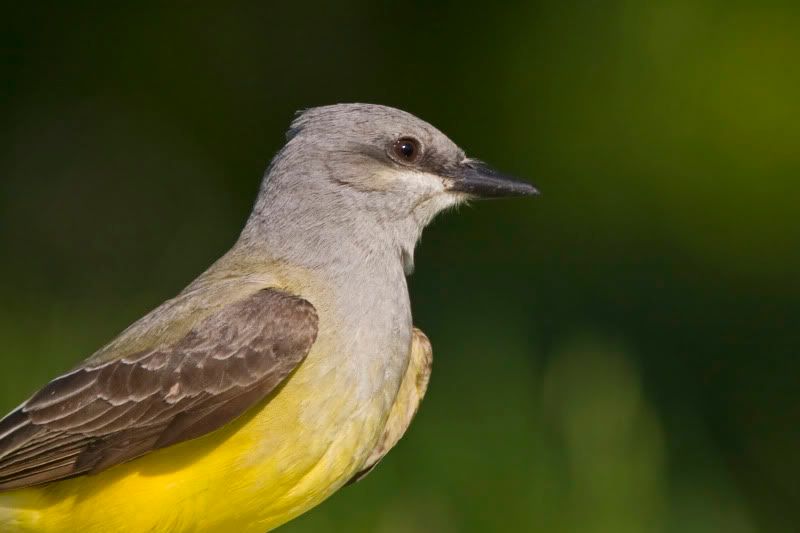 WesternKingbird7.jpg