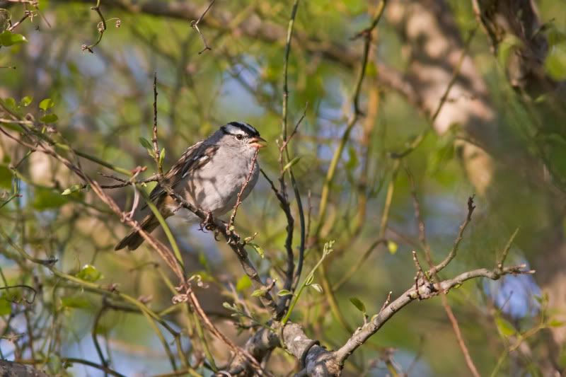 WhiteCrownedSparrow2.jpg