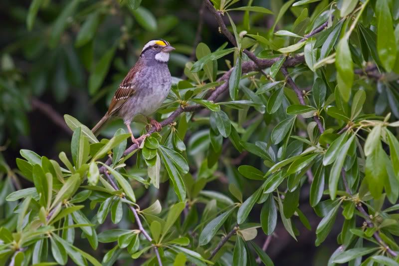 WhiteThroatedSparrow1.jpg