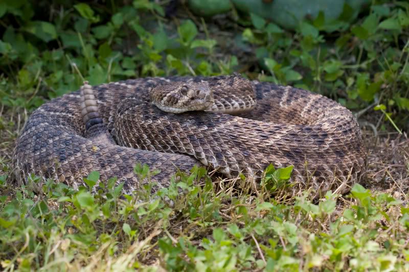 rattlesnake3.jpg