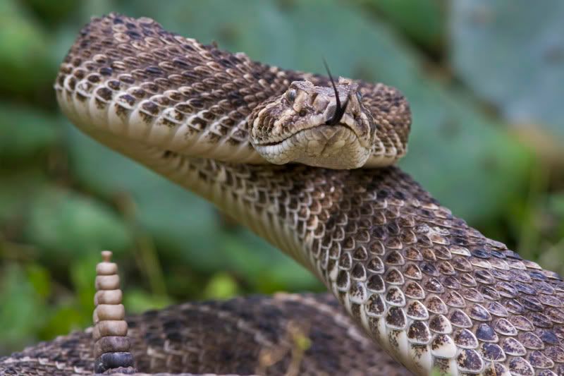 rattlesnake4.jpg