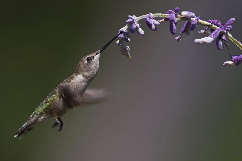 Black-chinnedHummingbird1.jpg