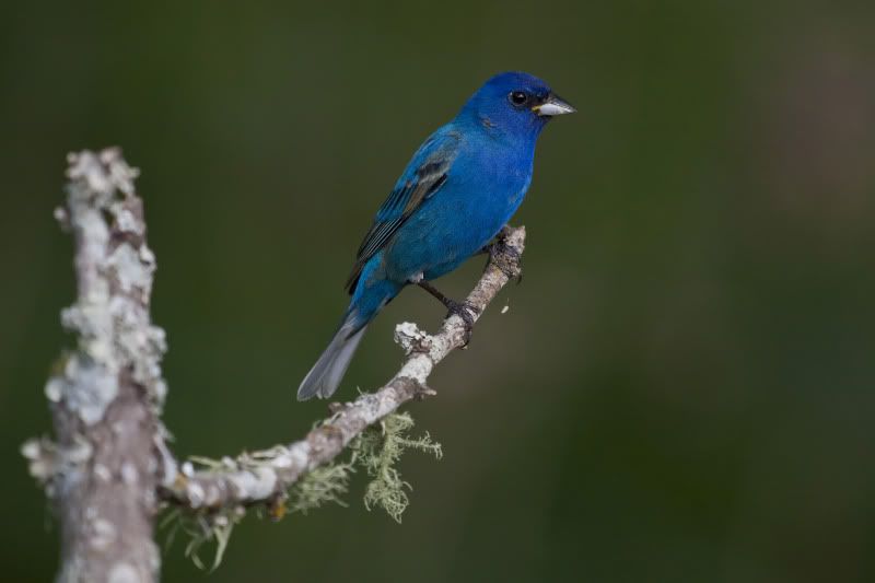 IndigoBunting6.jpg