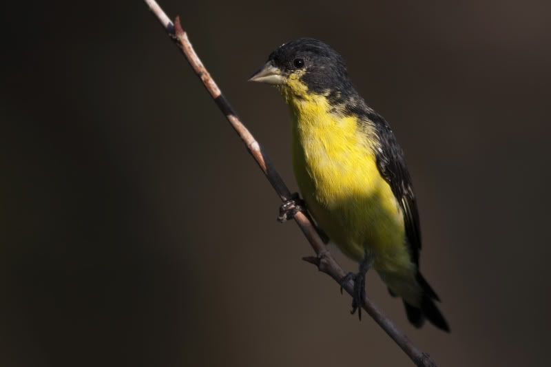 LesserGoldfinch4.jpg