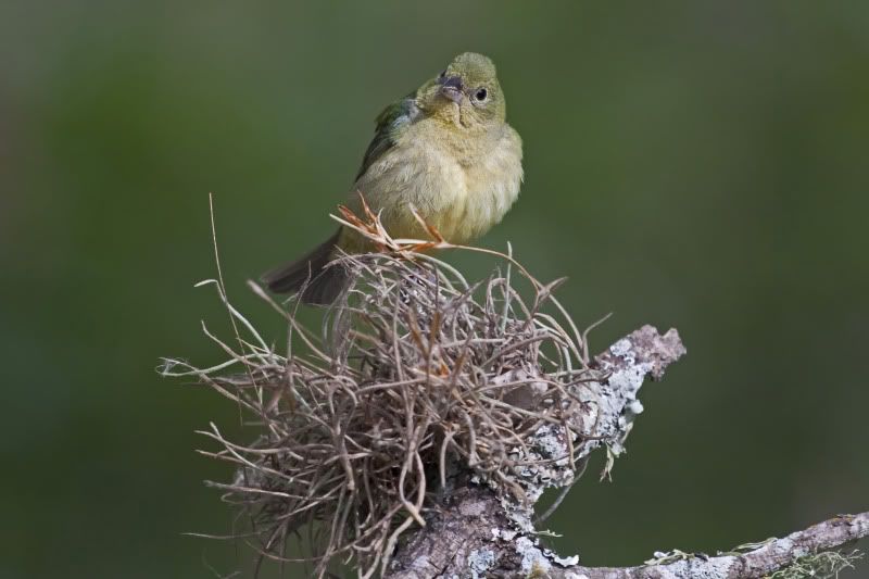 PaintedBunting23.jpg