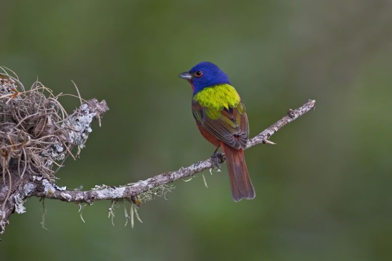 PaintedBunting24.jpg