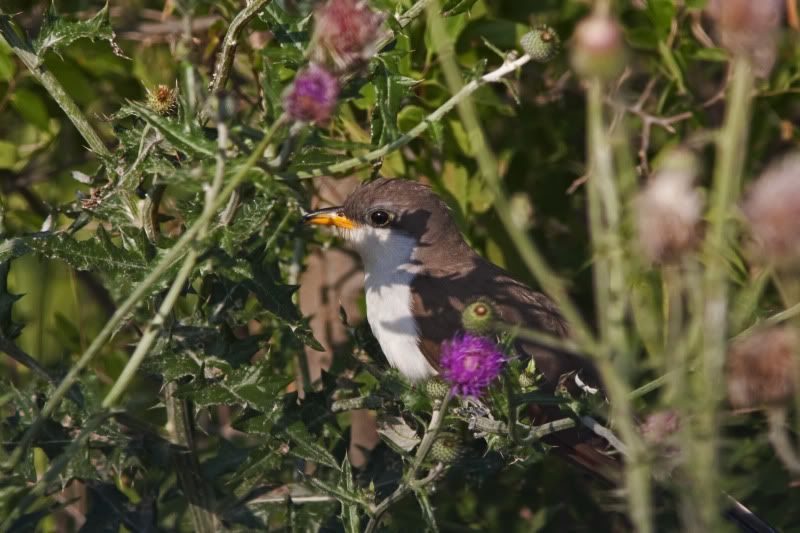 Yellow-billedcuckoo1.jpg