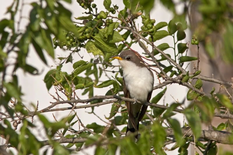 Yellow-billedcuckoo2.jpg