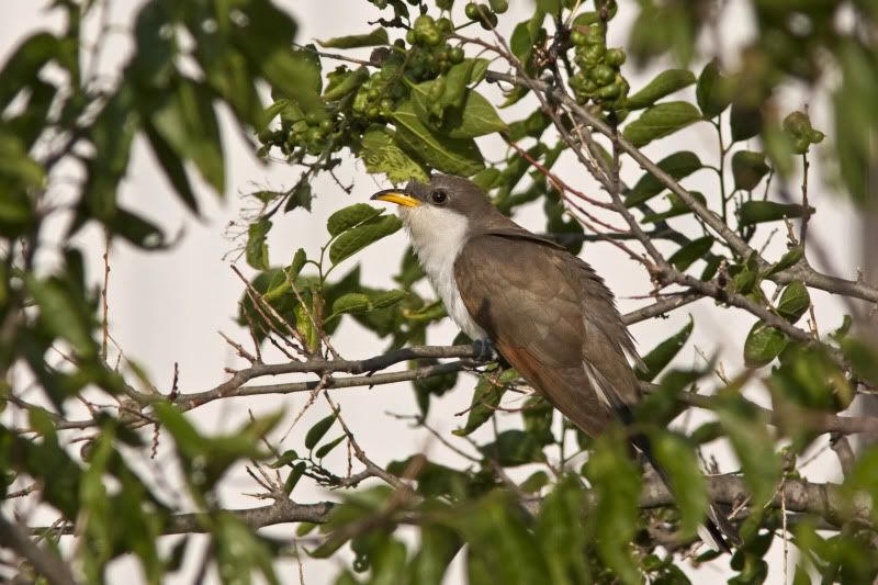 Yellow-billedcuckoo3.jpg