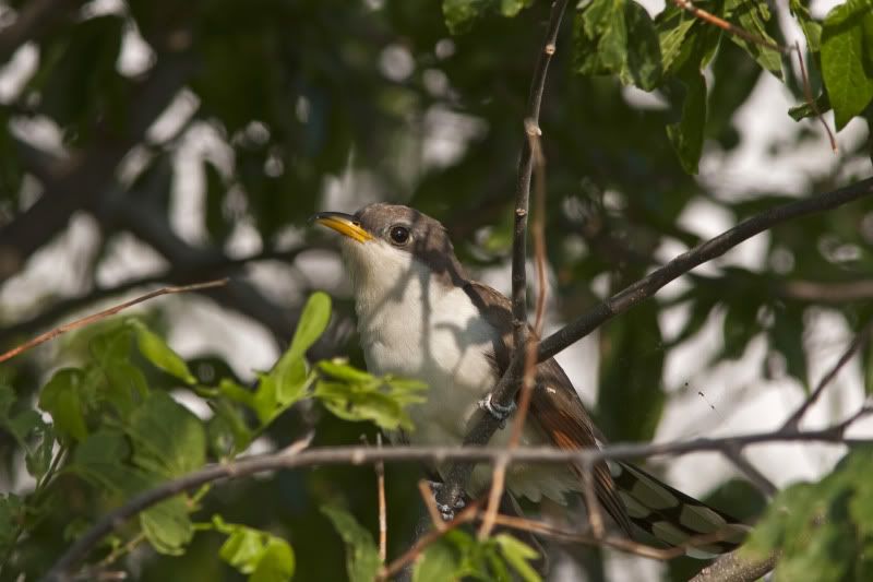 Yellow-billedcuckoo4.jpg