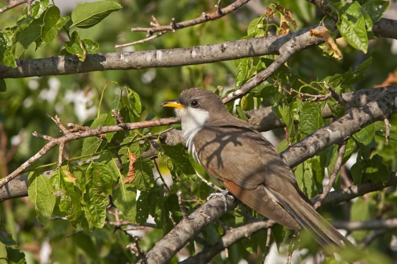 Yellow-billedcuckoo5.jpg