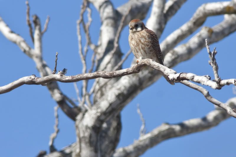 AmericanKestrel1.jpg