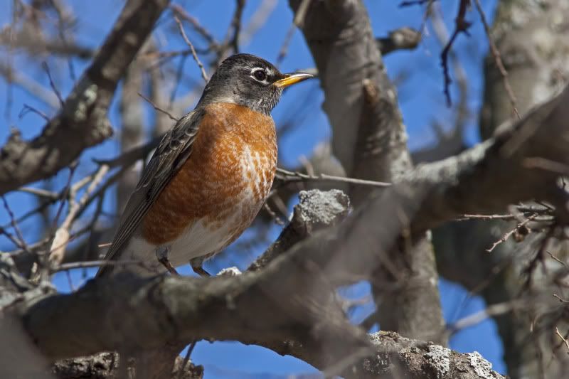 AmericanRobin1.jpg