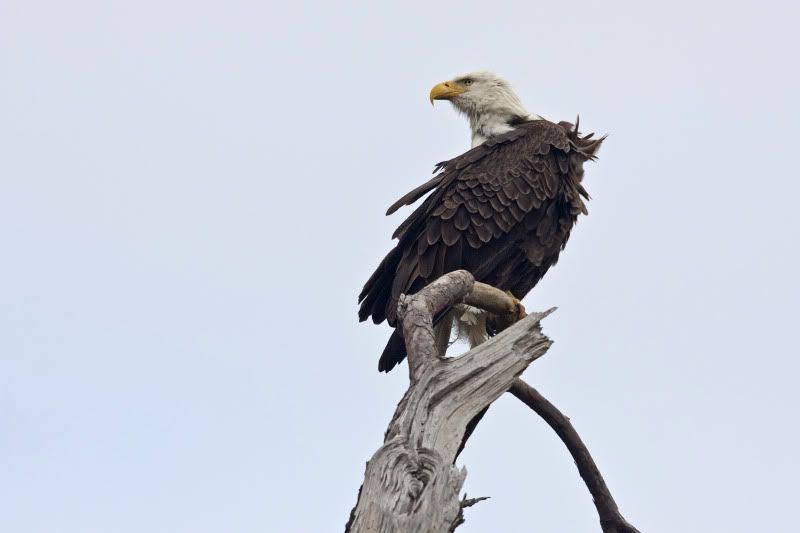 BaldEagle15.jpg