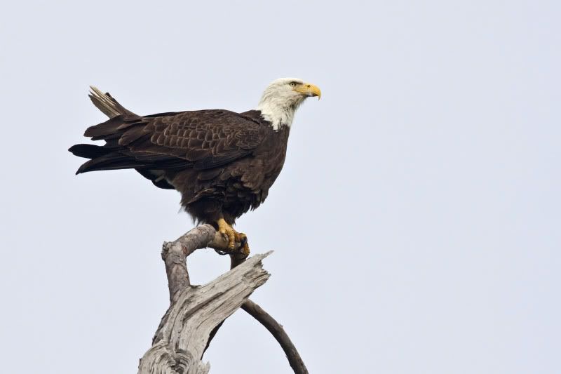 BaldEagle30.jpg