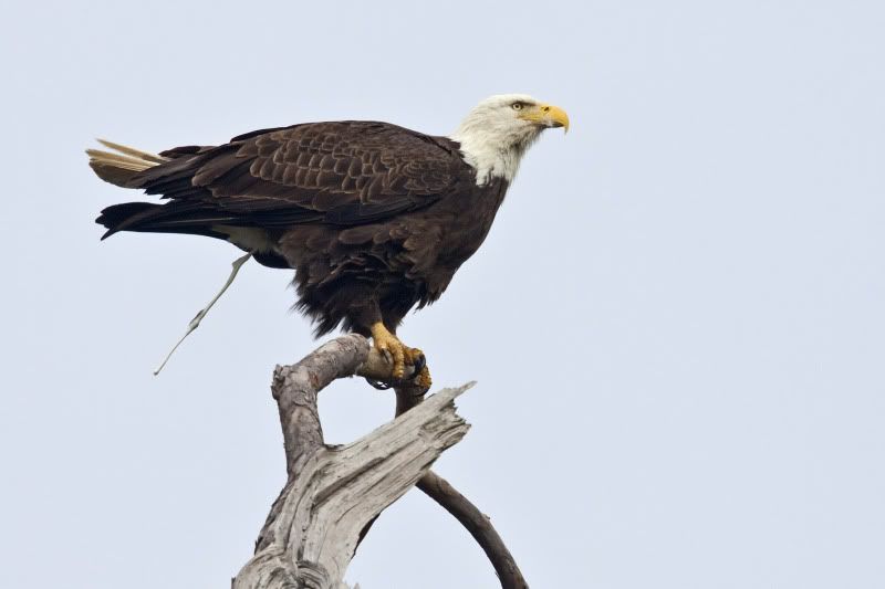 BaldEagle31.jpg