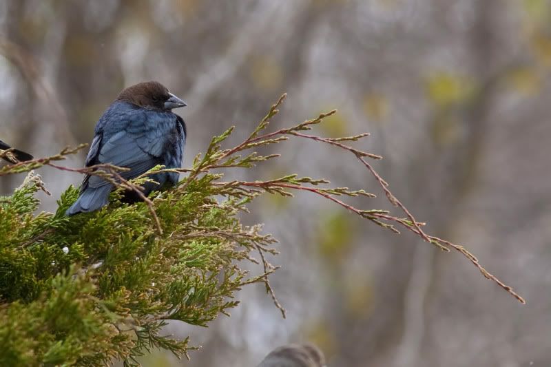 Brown-headedcowbird1.jpg