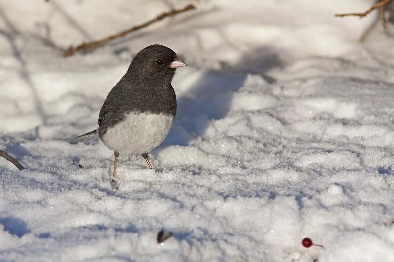 Dark-eyedJunco12-1.jpg