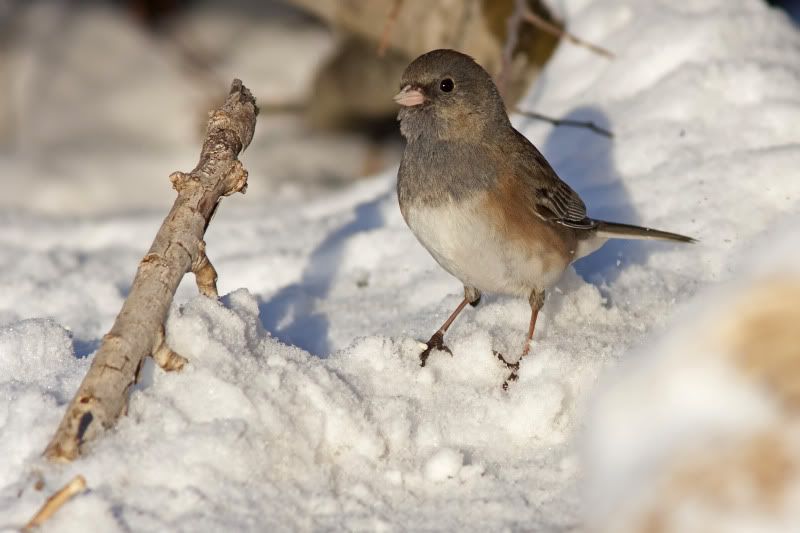 Dark-eyedJunco16.jpg