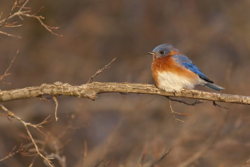 EasternBluebird1-1.jpg