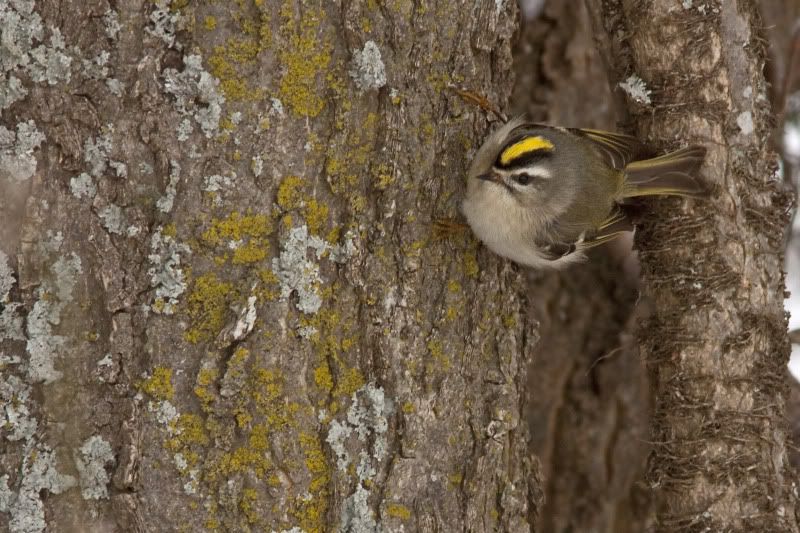 GoldenCrownedKinglet7.jpg