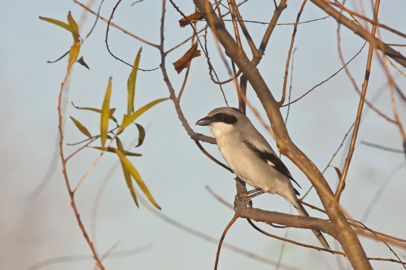 LoggerheadShrike3.jpg