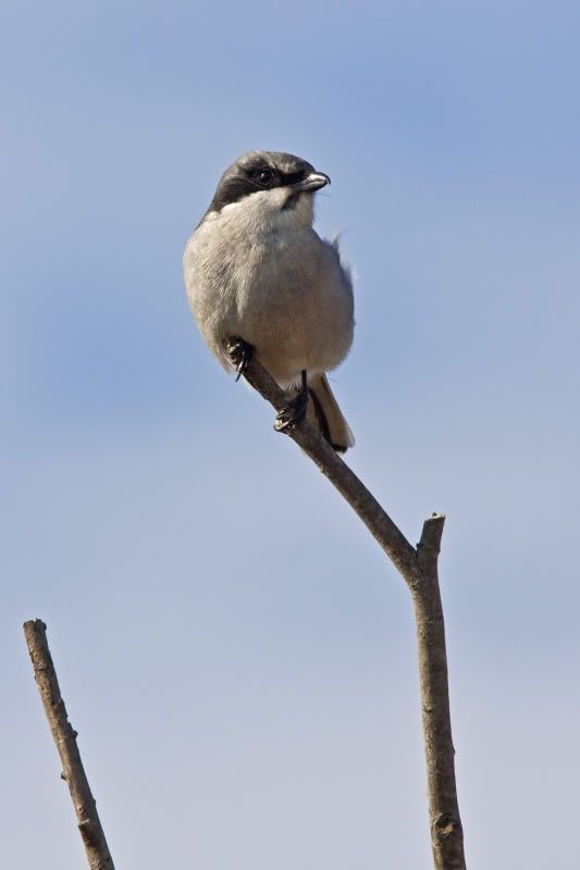 LoggerheadShrike5-1.jpg