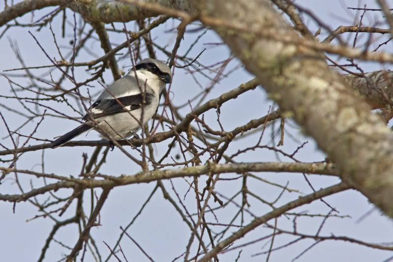 LoggerheadShrike6-1.jpg