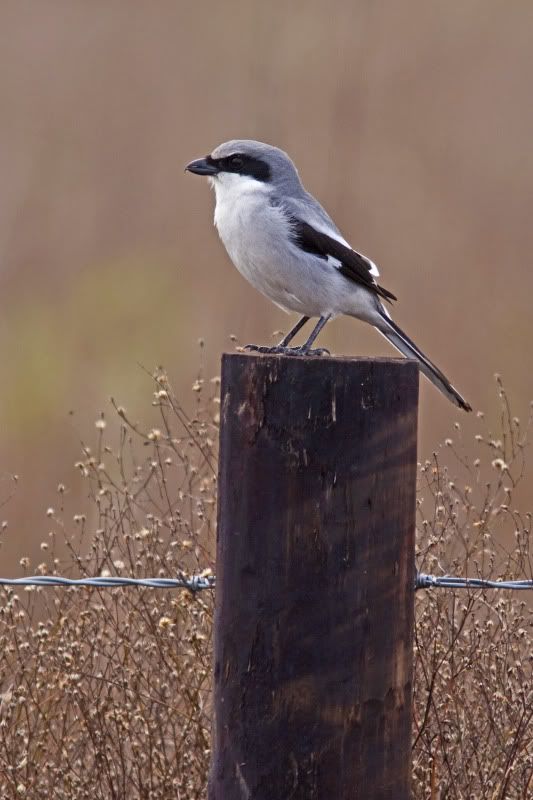 LoggerheadShrike7-1.jpg