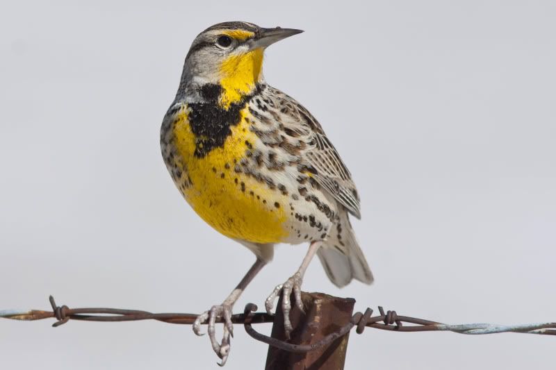 Meadowlark1-1.jpg