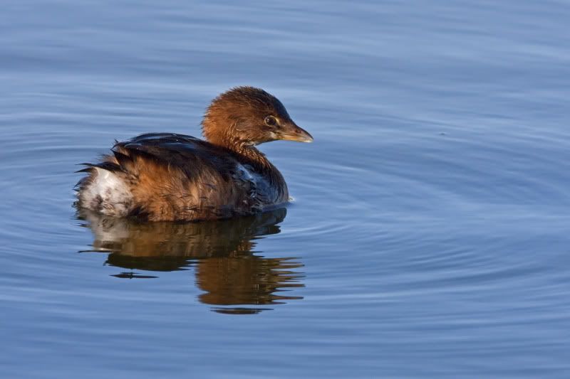 Pied-billedGrebe1.jpg