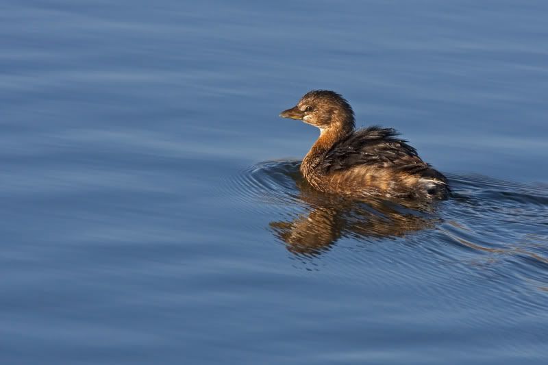 Pied-billedGrebe2.jpg