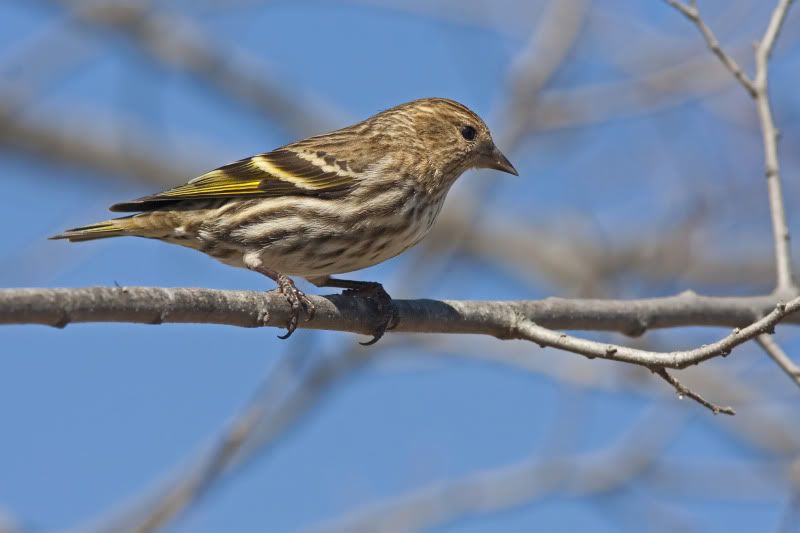 PineSiskin3.jpg