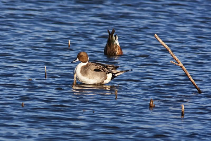 Pintail1-1.jpg